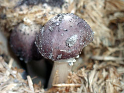 Brown stew fungus on straw