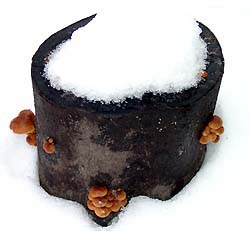 Velvet foot mushrooms in snow
